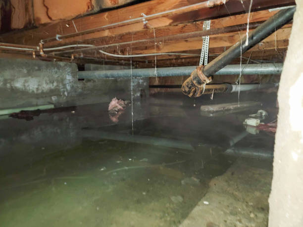 Best Mold removal after water damage  in Riverton, NJ